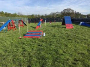 Dog agility training in Manchester